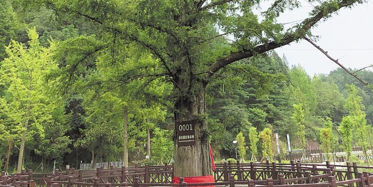 古树名木与保护地监测